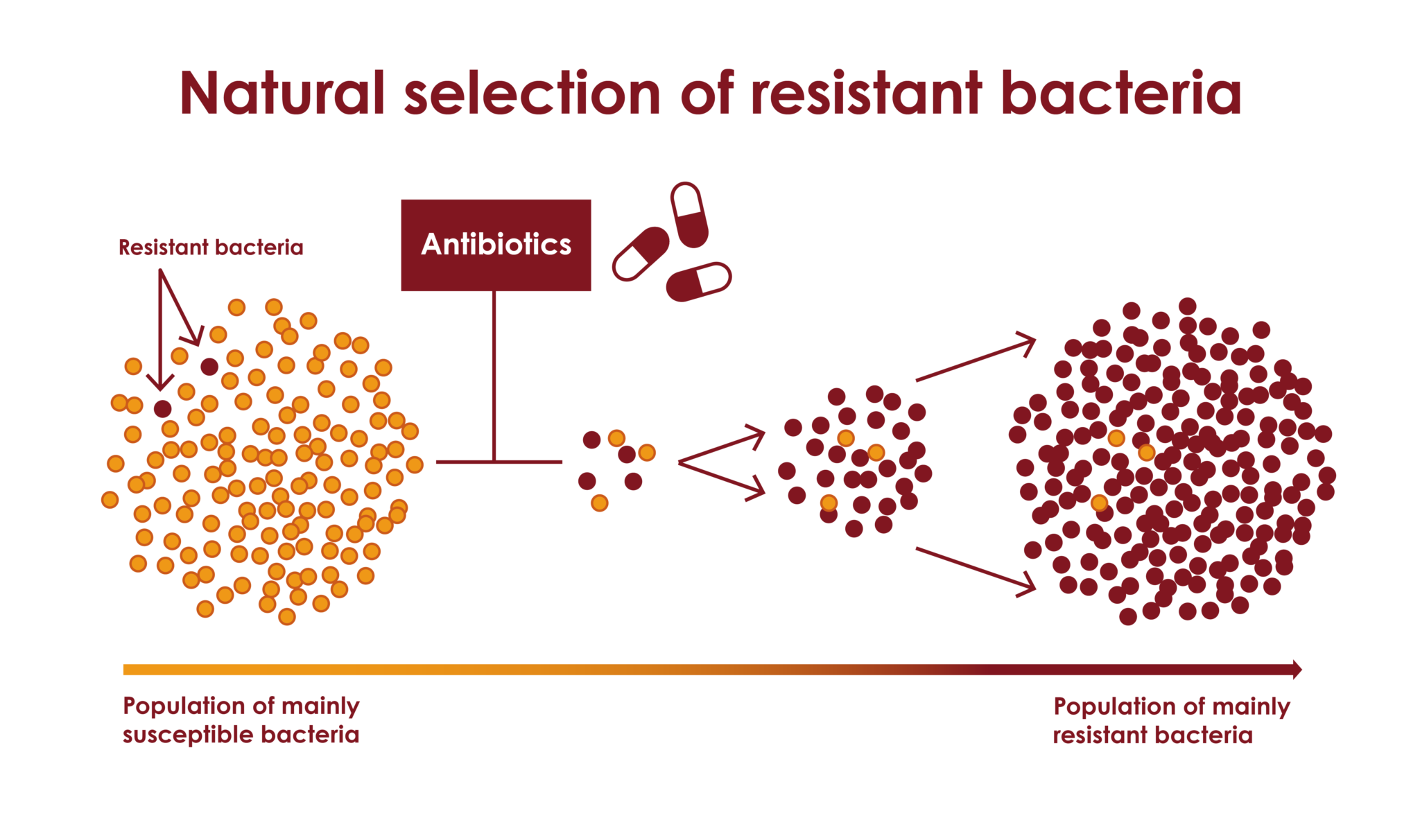 Mutations And Selection Antibiotic Resistance React 1447